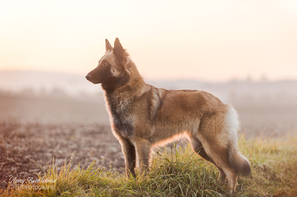 4 nützliche Kommandos beim Hunde-Fotoshooting