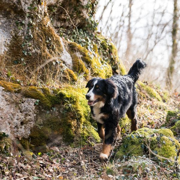 Berner Sennenhund in Burgund