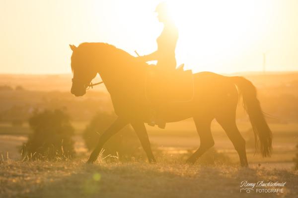 Connemara Pony Hengst im Sonnenuntergang